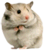 hamster (1).png