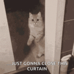 cat-close-door.gif