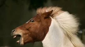 horse.webp horse.webp