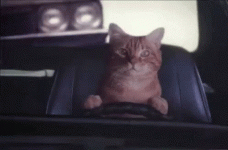 kitty-drive.gif