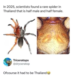 thailand.webp thailand.webp