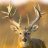 The Buck